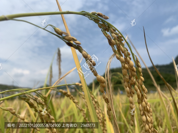 貴州省糯米水稻
