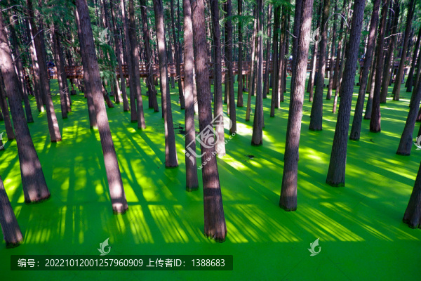 青山湖水上森林