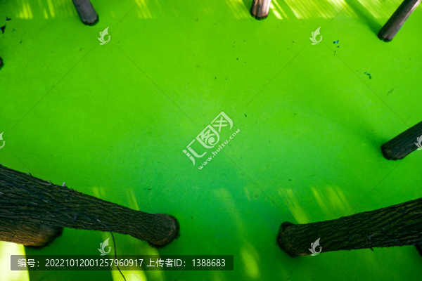 青山湖水上森林
