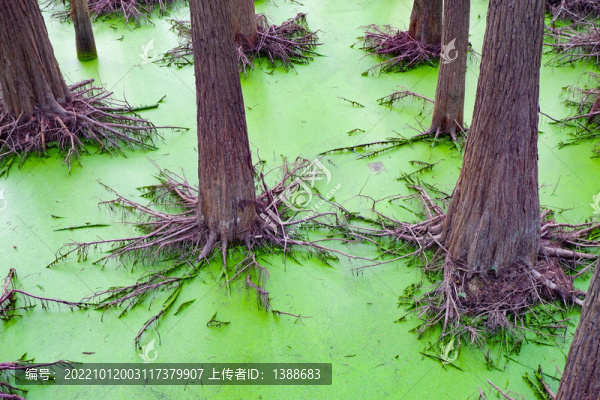 青山湖水上森林