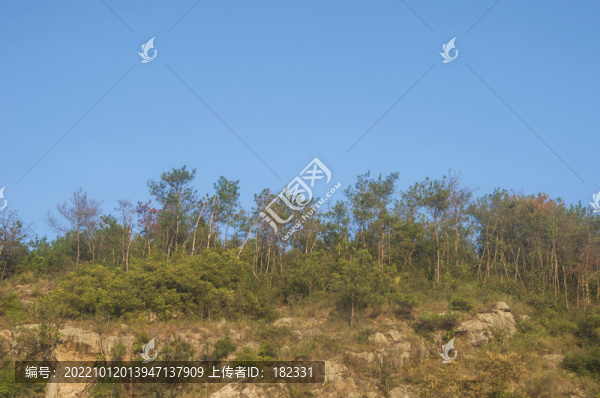 小山林