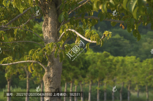 樹干樹枝