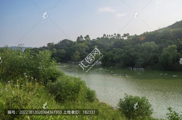 鄉(xiāng)村池塘養(yǎng)鴨場
