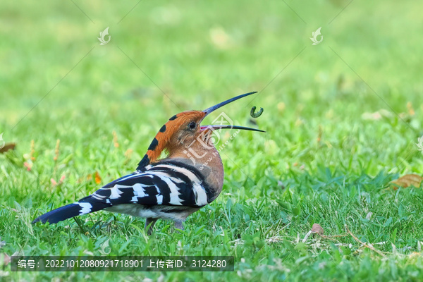 戴勝鳥