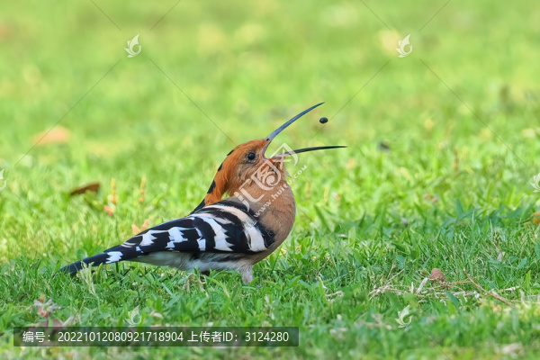 戴勝鳥