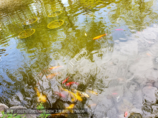 清澈池水中的錦鯉魚群