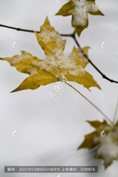 冬天黃色楓葉上面落上的積雪