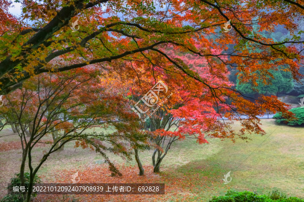 廬山植物園楓葉