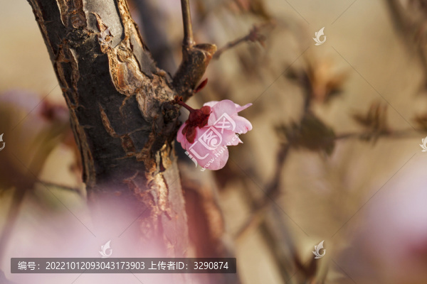 一組春天桃花花開的照片