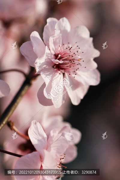 一組春天桃花花開的照片