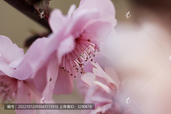 一組春天桃花花開的照片