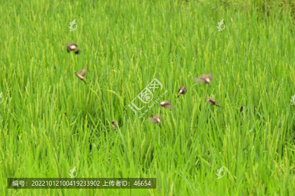 稻花香
