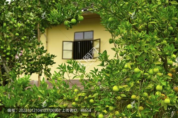鄉(xiāng)村振興