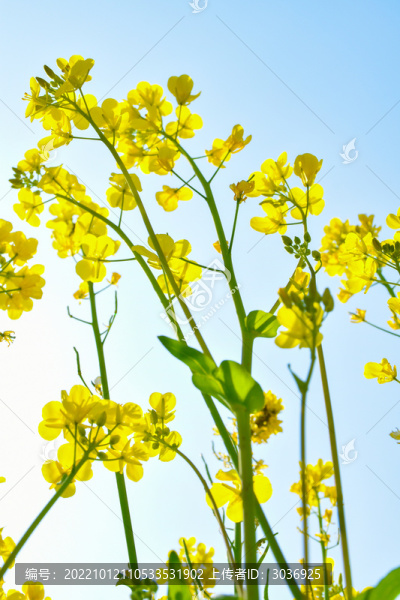 油菜花