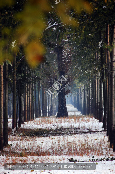 北京冬天雪后雪景圖