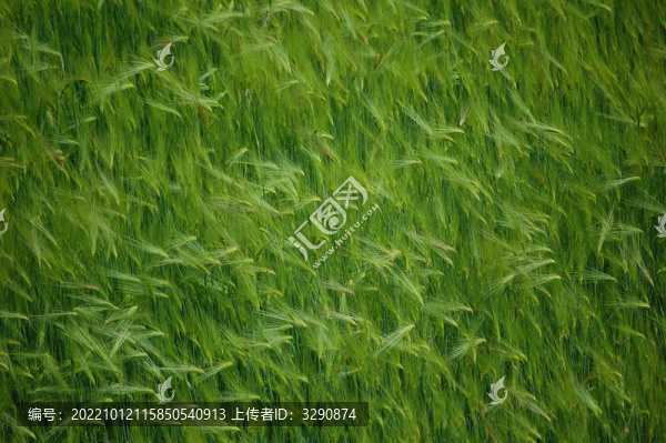 滿屏綠油油的青棵草