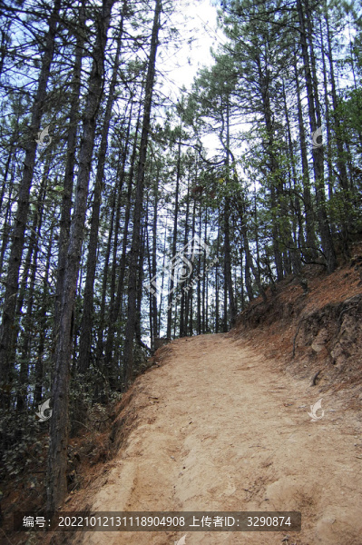 一條上坡土路兩帝高樹(shù)林立