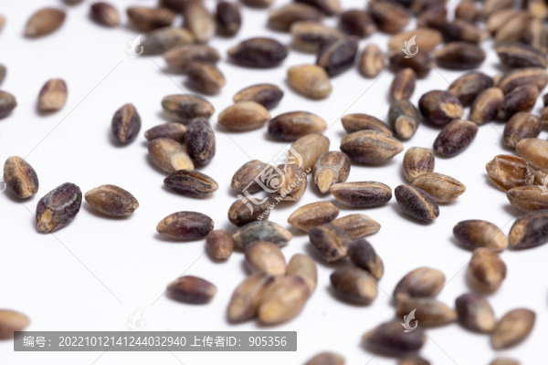 黑青稞