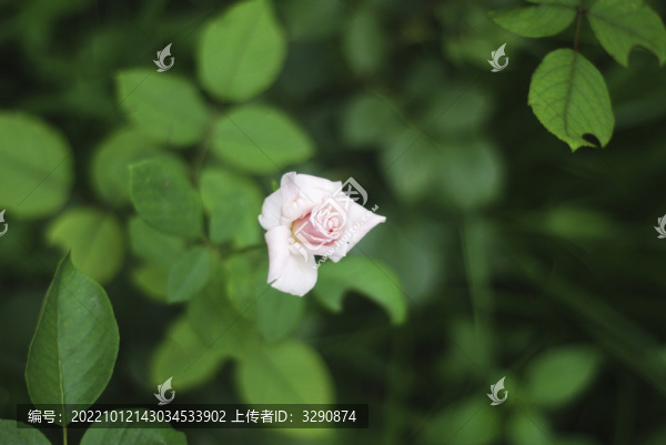一朵淡粉色的薔薇花
