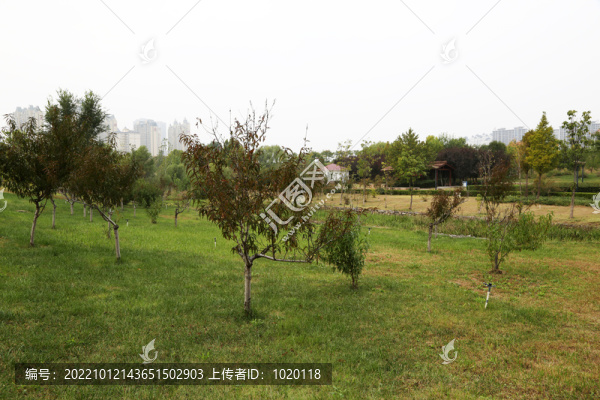 公園綠草地
