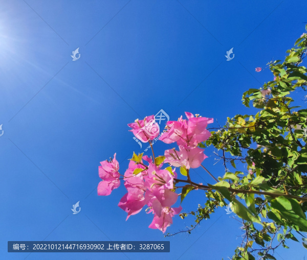 三角梅