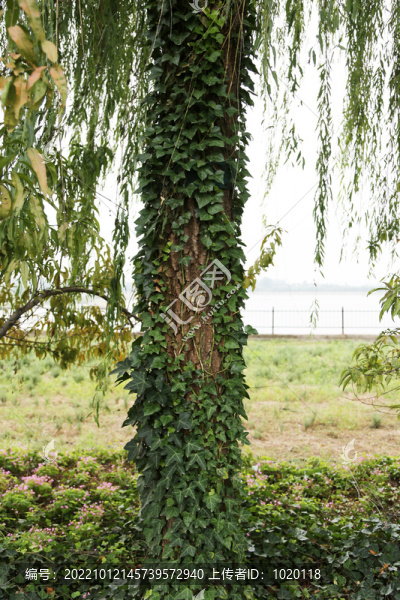 常春藤