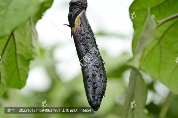 茄子