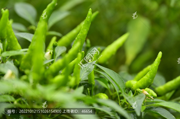 青椒