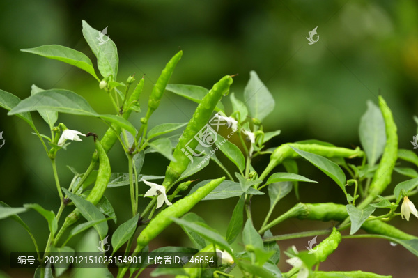 青椒