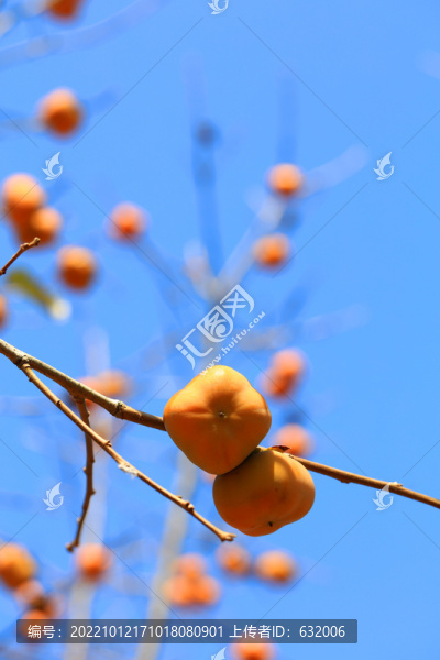 紅柿子
