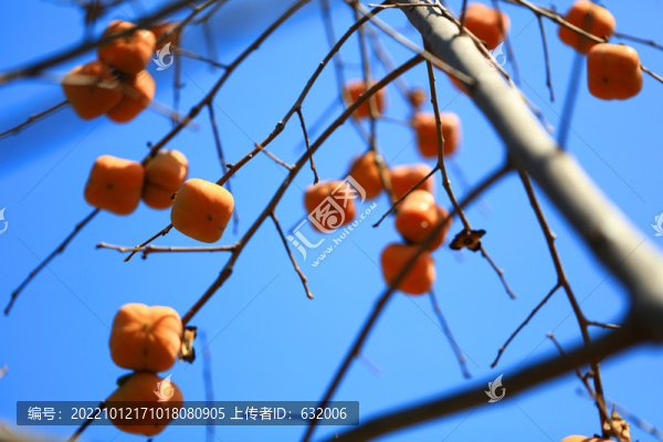 紅柿子