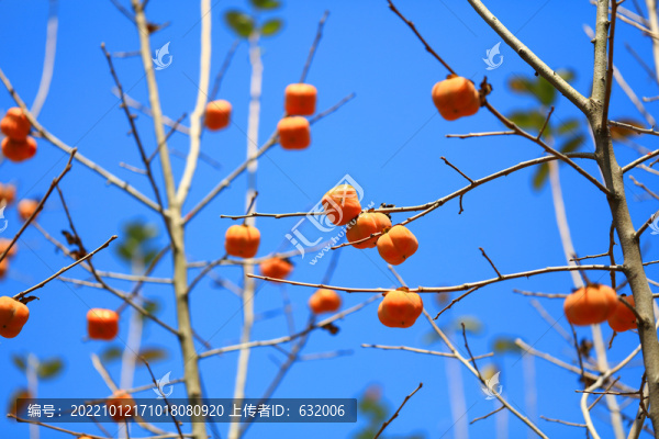 柿子樹