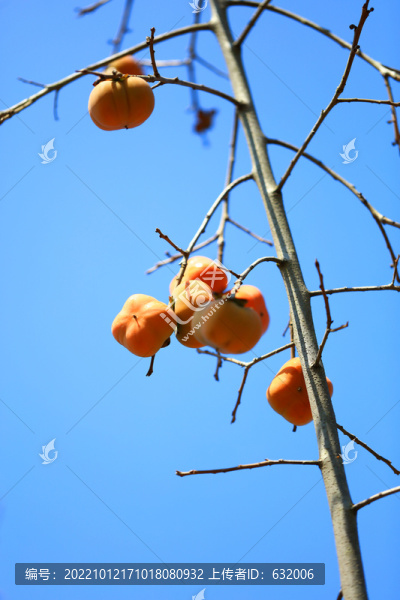 紅柿子