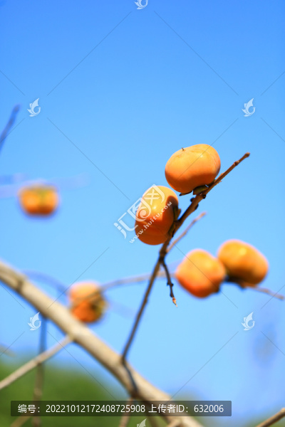 柿子樹