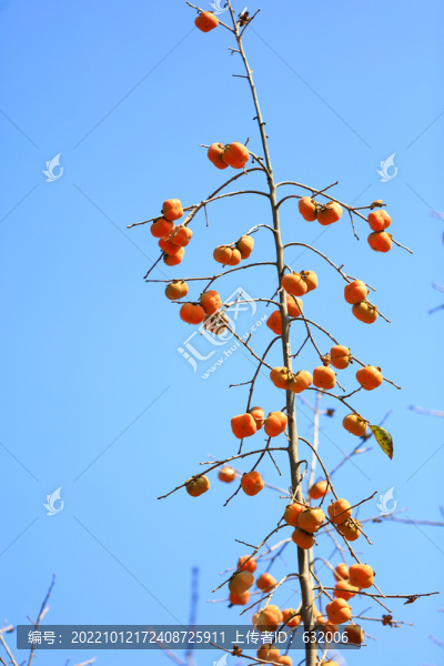 柿子樹