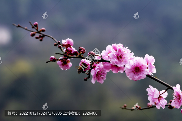 桃花枝