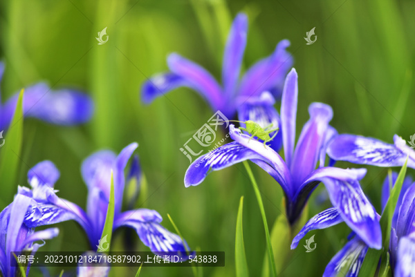 伊犁馬蘭花