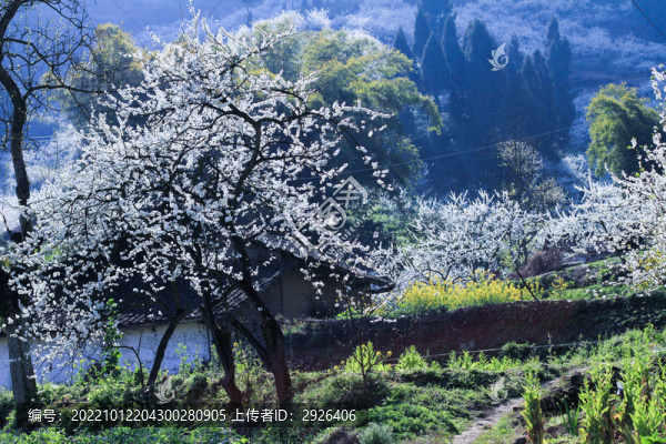 李花盛開