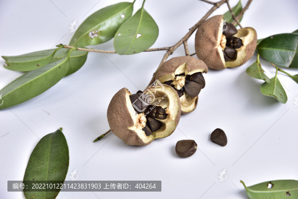 茶油籽