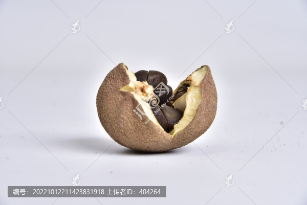 茶油籽