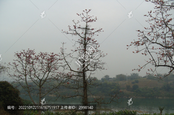 木棉樹(shù)開(kāi)花