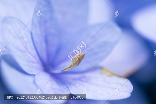 繡球花之微距