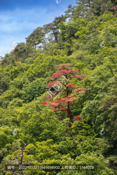 獨紅樹