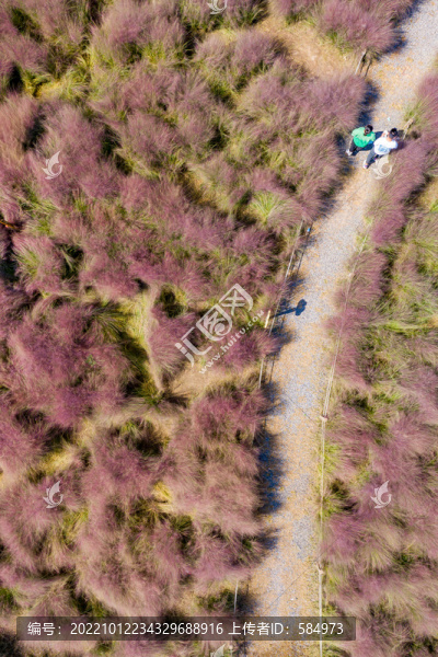 鄭州北龍湖粉黛亂子草粉色花海