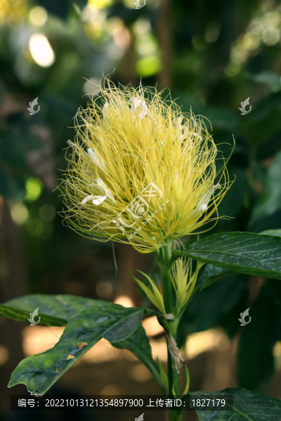 白金羽花