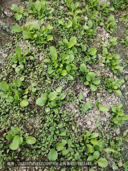 菜苗