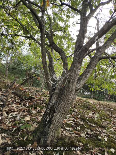 板粟樹樹杈