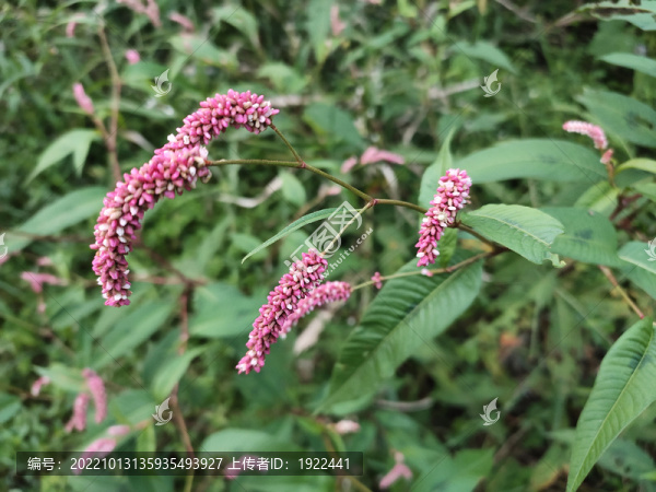 紅蓼花