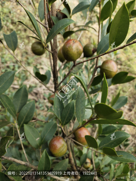 油茶果大圖