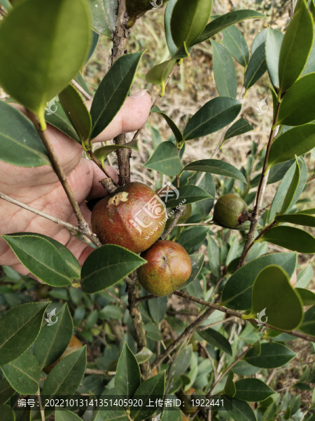 大油茶果